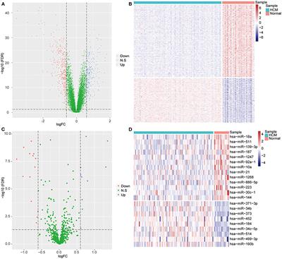 Identification of Potential miRNA-mRNA Regulatory Network Contributing to Hypertrophic Cardiomyopathy (HCM)